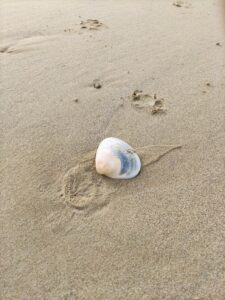 幣の浜の貝殻